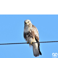 گونه سارگپه پرپا Rough-legged Buzzard